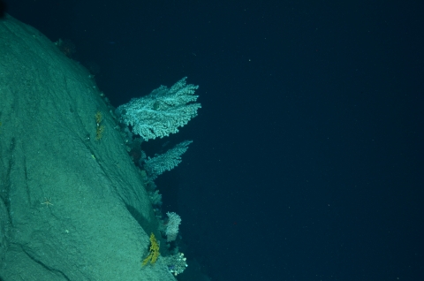 Large bubblegum corals (top center image) and smaller octocorals, yellow Paramuricea sp