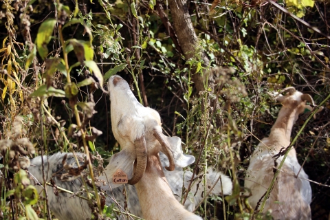 White goats graze in the thick underbrush. The goat in the foreground wears a tag on its ear that says "cotton."