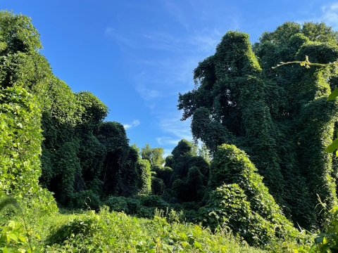 Thick green vines covered in leaved create large mounds and walls where they have overtaken trees. 