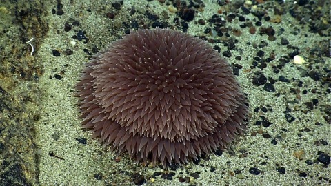 Pom Pom anemone sits on the oceanic substrate