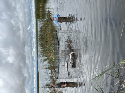 two biologists wading in water to get ducks out of trap