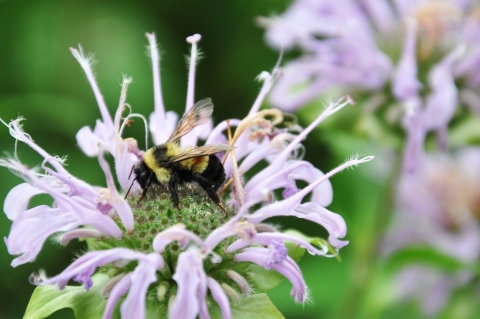 Rusty patched bumble bee on wild bergamot