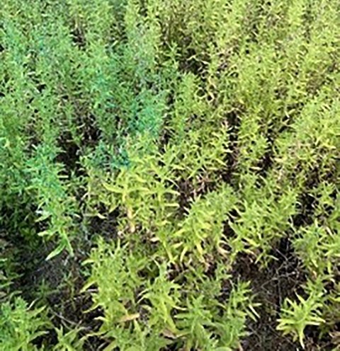 green plants tinted with blue