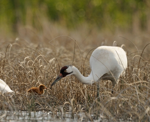 Whooping crane male, feeding chick in Alberta,Canada.