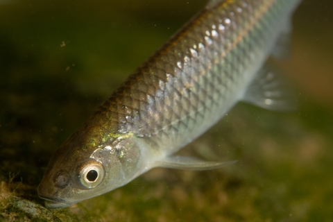 Closeup of spotfin shiner