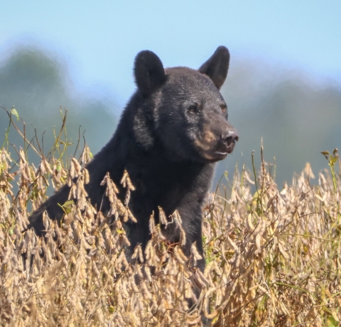 Back bear sow sitting in a field of dried brown plants surveying the area.