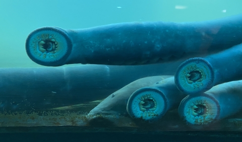 A view through glass of four long fish in blue water with their mouths suctioned onto the glass and showing their round, jawless mouths with rows of teeth.