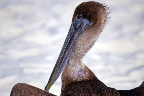 Close up of a brown pelican against the sky.