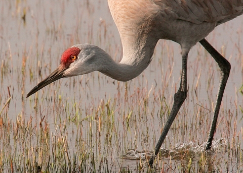 Greater Sandhill Crane at Malheur Refuge