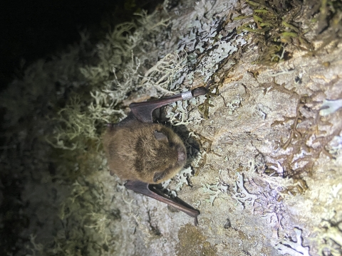 A small brown bat with a silver band on its wing resting on a piece of bark with thin, frilly, silvery-green vegetation