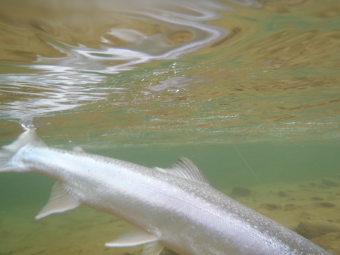 a silver fish underwater