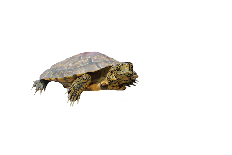 Saving a rapidly vanishing turtle