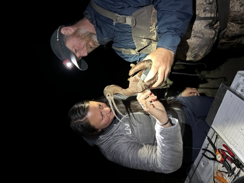 two people hold a white-faced ibis