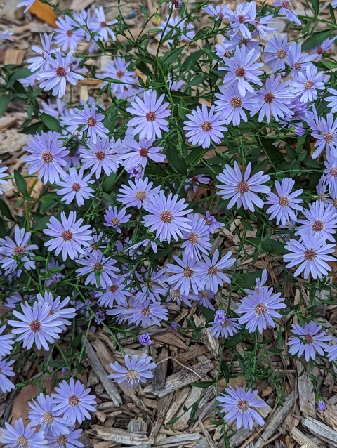 Light purple flowers