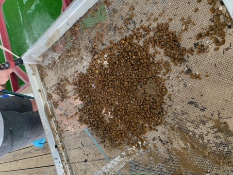 hundreds of mussels on top of the sifting table