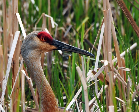 Sandhill Crane Profile