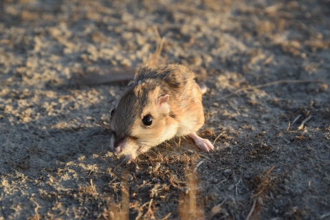 a front shot of a tan colored tipton kangaroo rat on the ground lit by a sunrise