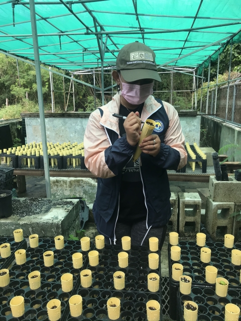 Guam NWR volunteer labeling planted seeds at the plant nursery