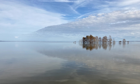 Cypress trees reflect on a flat body of water