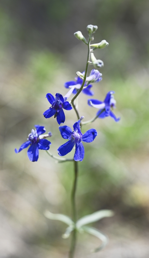 Flowers of the larkspur