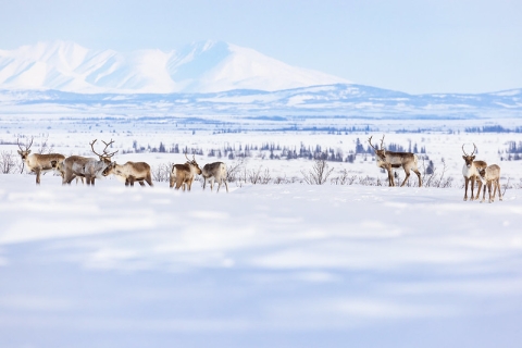 Eight caribou stand in a row in the snow on Selawik Refuge. Behind them, blue and white mountains emerge. 