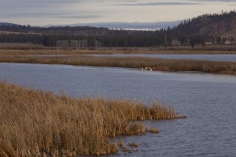 wetland with yellow marsh plants at edge