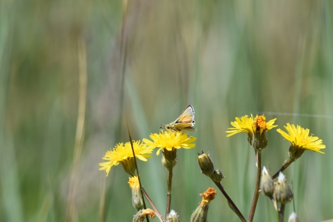 A small, orange butterfly landed on yellow flowers.