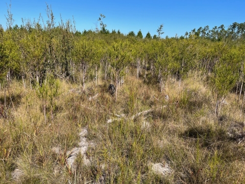 Unrestored habitat on conservation easement