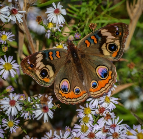 Brown, 2 1/2 inch buttery with bright defesive 'eyes' on the top of the wings resting on a bed of asters