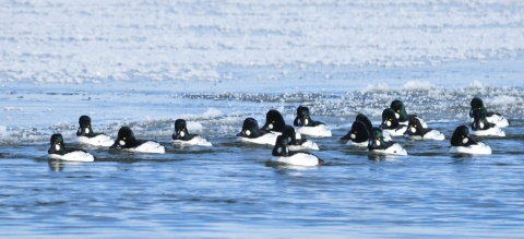 Common Goldeneye Drakes