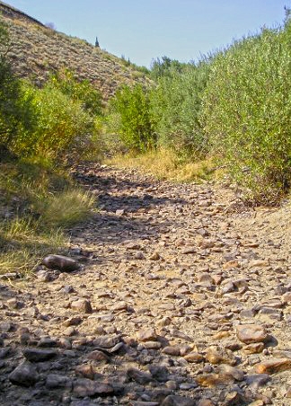 Image of a dry creek bed surrounded by green willow trees.