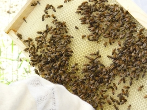 Honeybees crawl together on their hive.