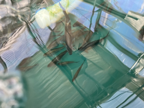 A close-up of several bonytails swimming in a green tank of water.