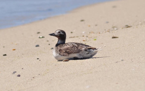 Long-tailed duck at Nantucket National Wildlife Refuge