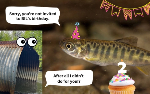 a fish with a birthday hat next to a cupcake. The text says "sorry, you're not invited to BIL's birthday". A culvert with eyes is saying "after all I didn't do for you?!"