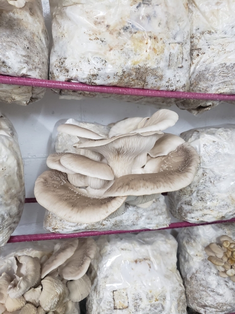 SUCOHANS 10 Count Mushroom BagsMushroom Grow India | Ubuy