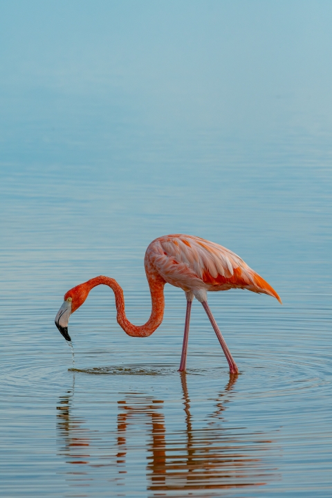 American flamingo