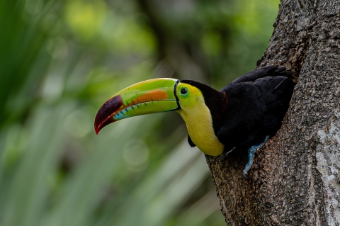 Keel-billed toucan