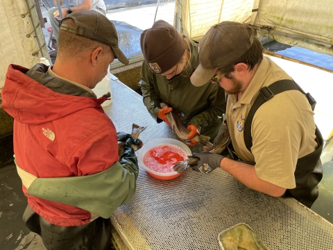 Staff from Erwin NFH strip eggs from female rainbow trout.