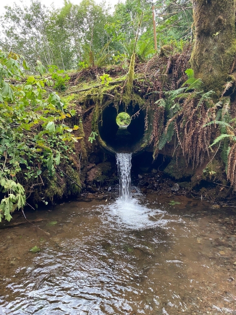 A perched mossy culvert beneath a tree