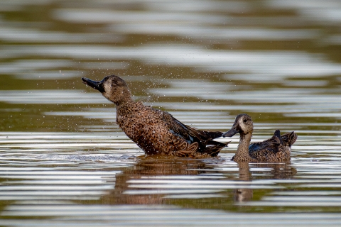 Blue-winged teal