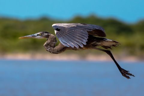 Great blue heron in flight