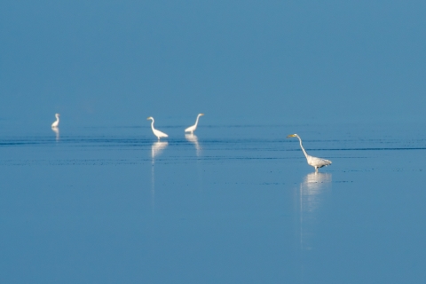 4 great egrets in the water