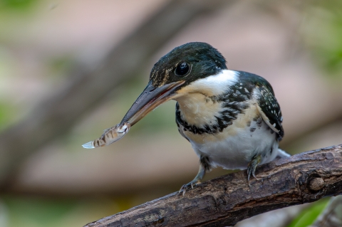 Green kingfisher