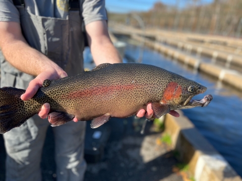 male fish from our display raceway