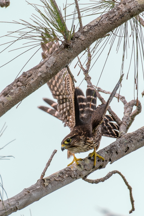 Merlin about to take flight on a tree branch