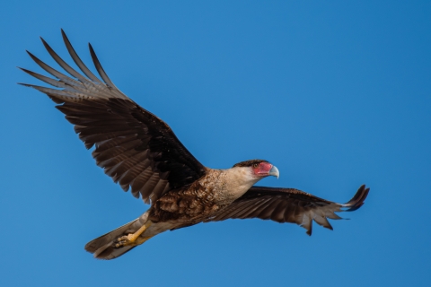 Northern crested caracara in flight