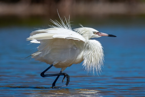 White morph reddish egret