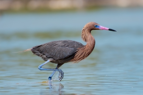 Reddish egret walking in water