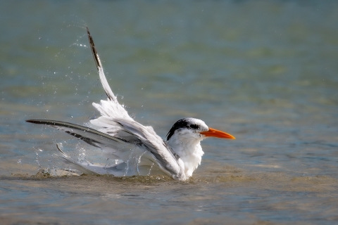 Royal tern